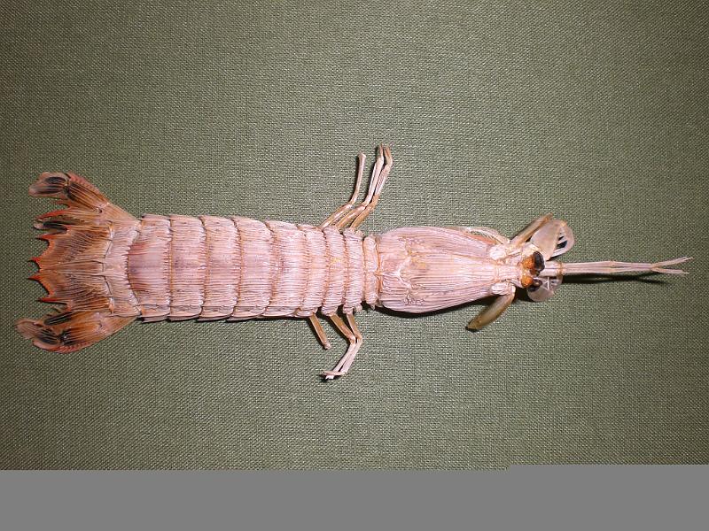 Carinosquilla thailandensis 5.jpg